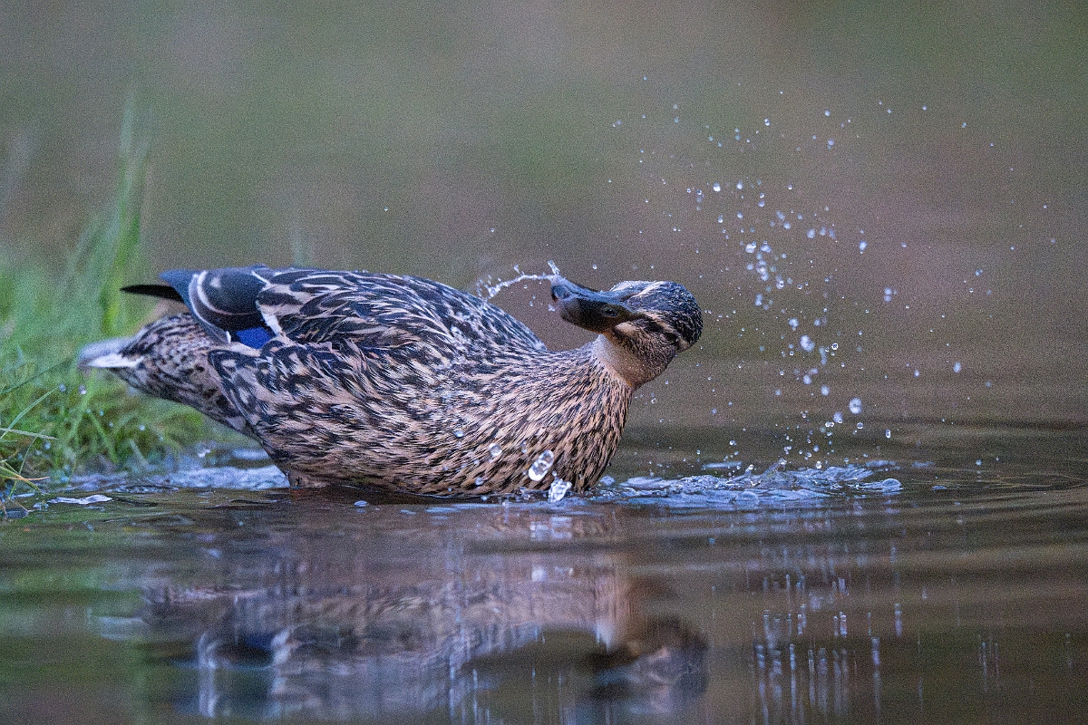 David Plant Photography - Wildlife Photography - Mallard - AA.jpg - Mallard, female - Cairngorms