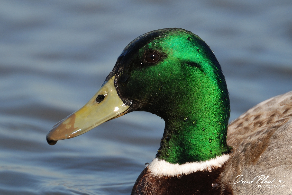 David Plant Photography - Wildlife Photography - Mallard - R.jpg - Mallard, male head - Norfolk