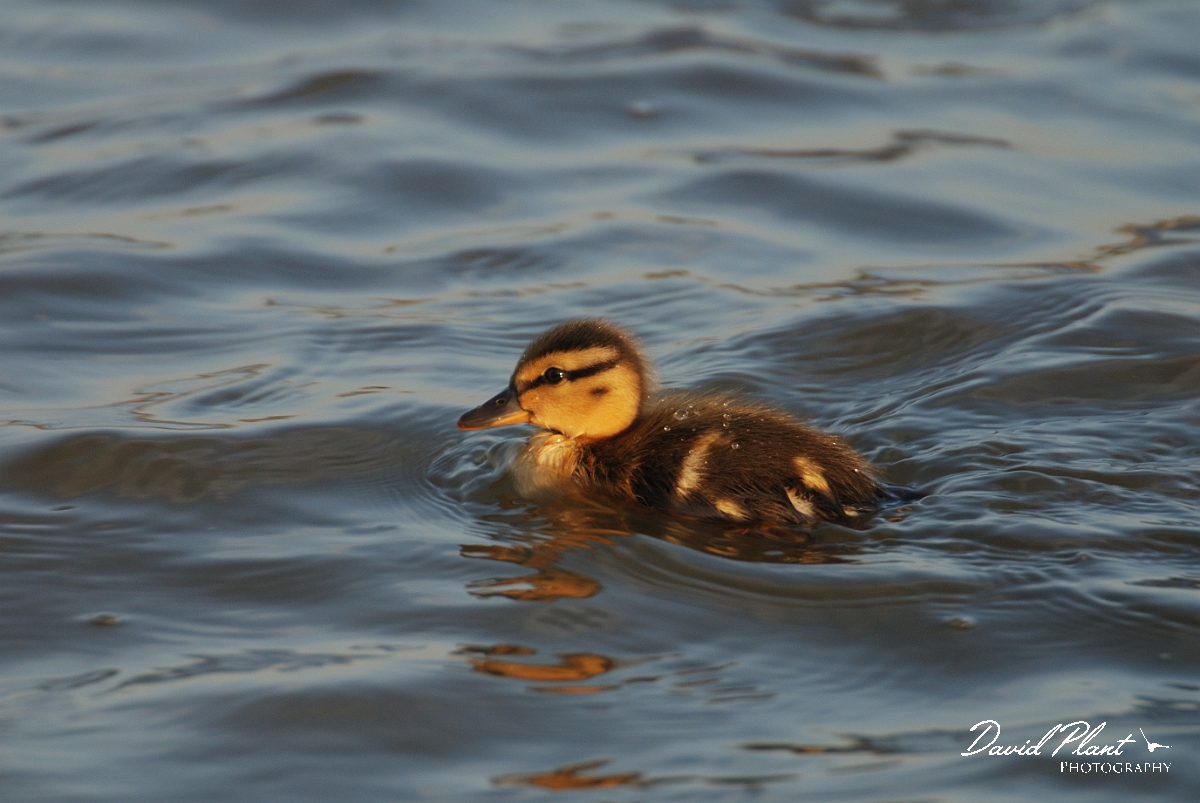 David Plant Photography - Wildlife Photography - Mallard - S.jpg - Mallard, duckling - Norfolk