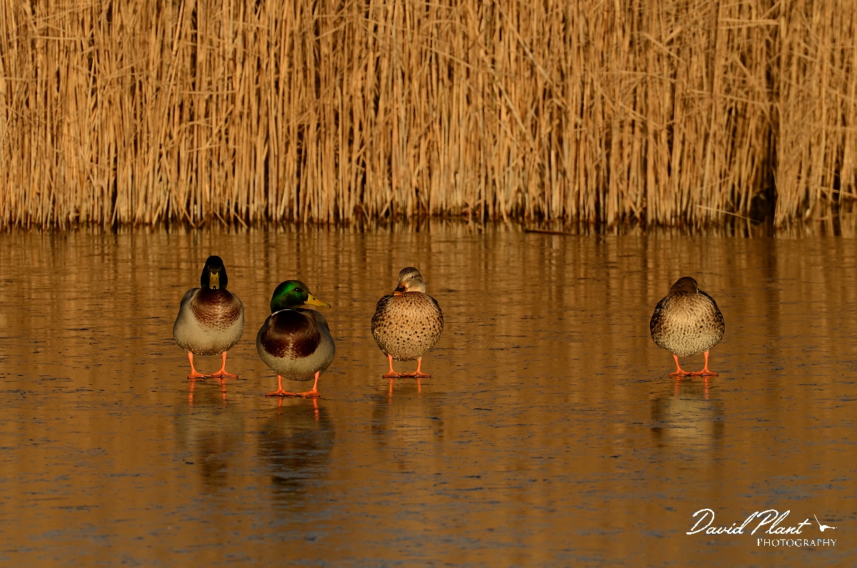 David Plant Photography - Wildlife Photography - Mallard - T.jpg - Mallard group at sunset - Cambridgeshire