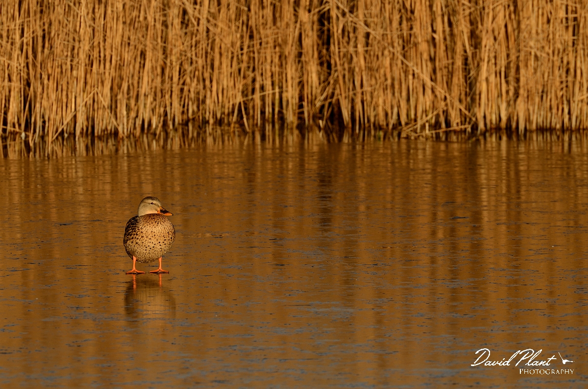 David Plant Photography - Wildlife Photography - Mallard - U.jpg - Mallard, female at golden sunset - Cambridgeshire