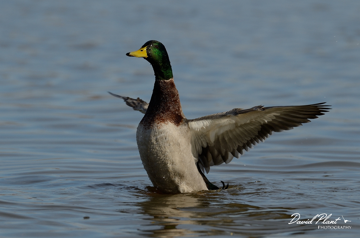 David Plant Photography - Wildlife Photography - Mallard - V.jpg - Mallard, male wing flapping - Slimbridge