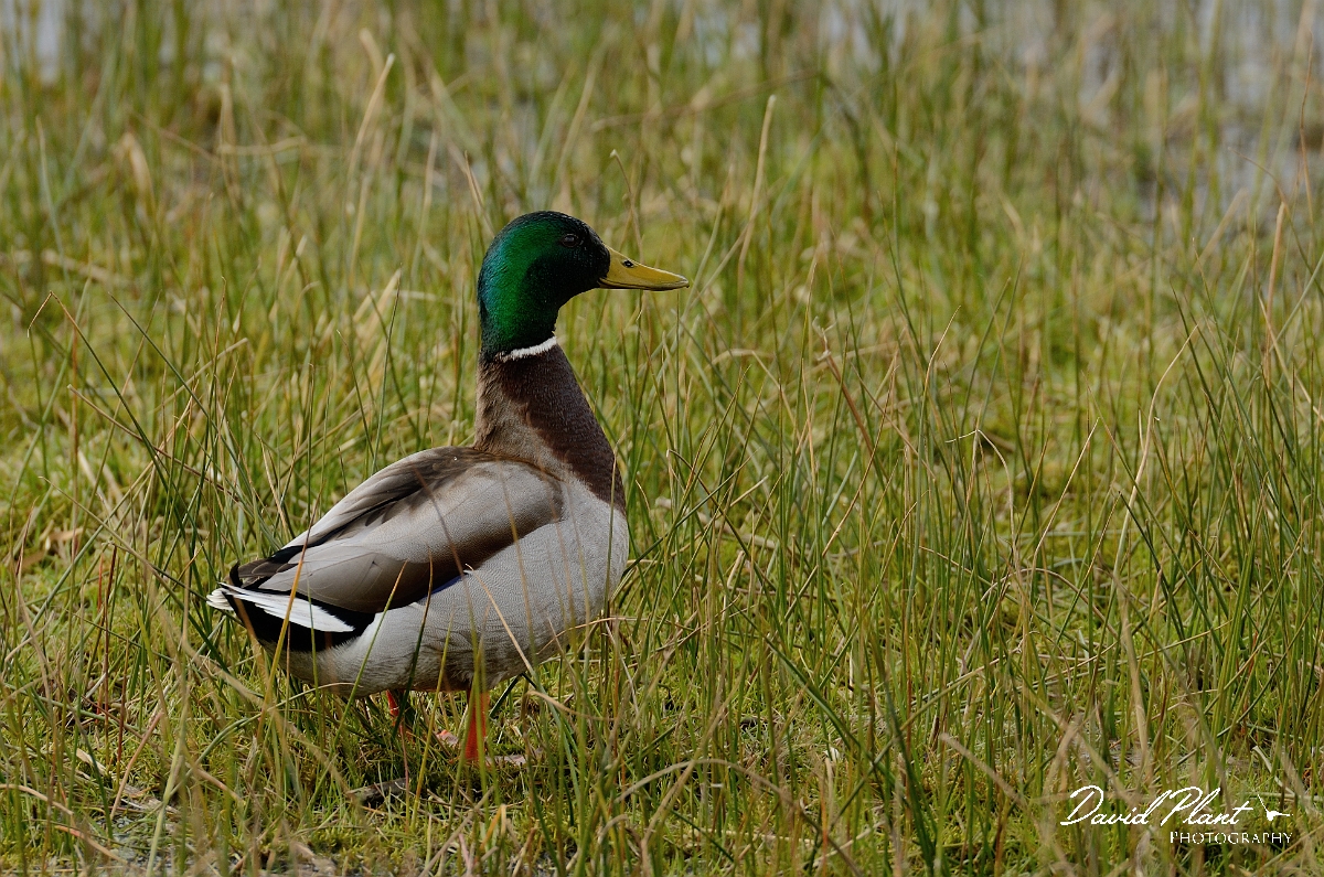 David Plant Photography - Wildlife Photography - Mallard - W.jpg - Mallard, male in marsh - Cambridgeshire