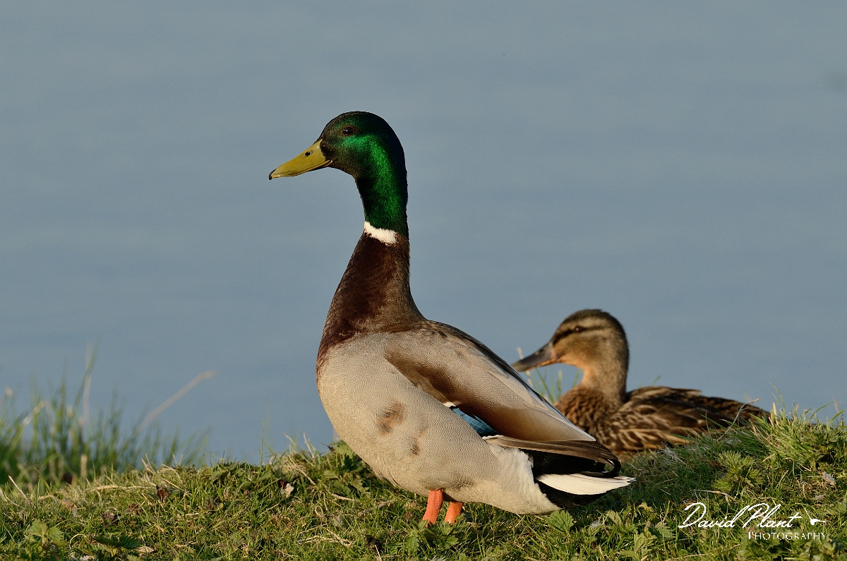 David Plant Photography - Wildlife Photography - Mallard - X.jpg - Mallard, pair on grassy bank - Cambridgeshire