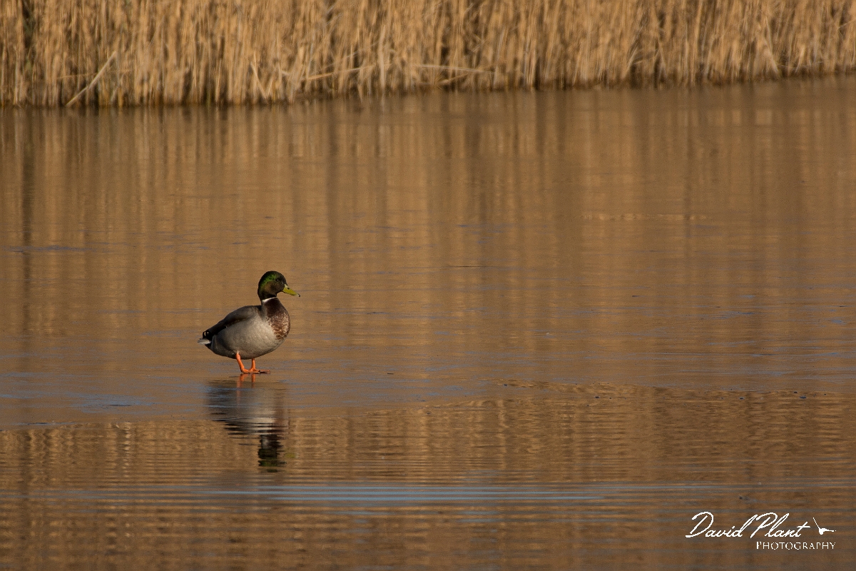 David Plant Photography - Wildlife Photography - Mallard - Y.jpg - Mallard - Cambridgeshire