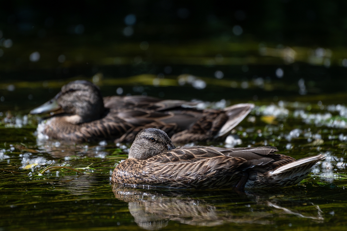 David Plant Photography - Wildlife Photography - Mallard - Z.jpg - Mallard - Norfolk