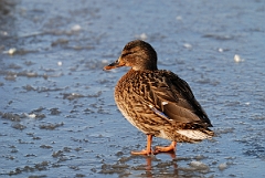 David Plant Photography - Wildlife Photographer - Mallard female - M