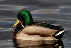 David Plant Photography - Wildlife Photographer - Mallard male - H
