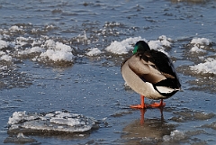 David Plant Photography - Wildlife Photographer - Mallard male - O