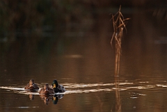 David Plant Photography - Wildlife Photographer - Mallard threesome - I