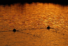 David Plant Photography - Wildlife Photographer - Mallards at sunset - E