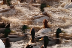 David Plant Photography - Wildlife Photographer - Mallards feeding - K