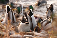 David Plant Photography - Wildlife Photographer - Mallards feeding - L