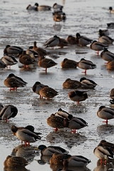 David Plant Photography - Wildlife Photographer - Mallards on ice - Q