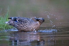 David Plant Photography - Wildlife Photography - Mallard - AA