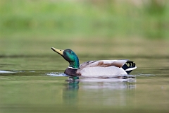David Plant Photography - Wildlife Photography - Mallard - AB
