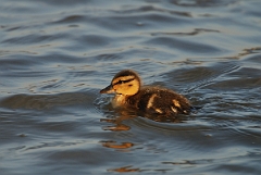 David Plant Photography - Wildlife Photography - Mallard - S