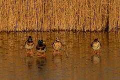 David Plant Photography - Wildlife Photography - Mallard - T