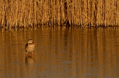 David Plant Photography - Wildlife Photography - Mallard - U