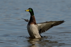 David Plant Photography - Wildlife Photography - Mallard - V