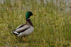 David Plant Photography - Wildlife Photography - Mallard - W