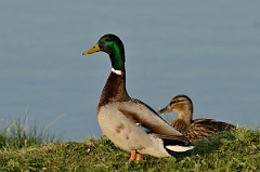 David Plant Photography - Wildlife Photography - Mallard - X