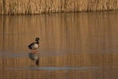 David Plant Photography - Wildlife Photography - Mallard - Y