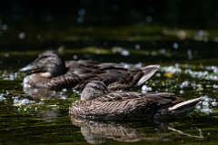 David Plant Photography - Wildlife Photography - Mallard - Z