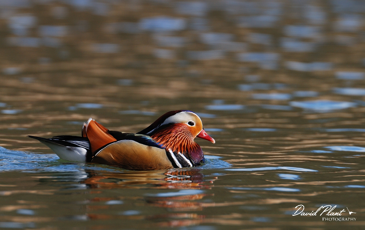 David Plant Photography - Wildlife Photographer - Mandarin male - A.jpg - Mandarin, male - Forest of Dean