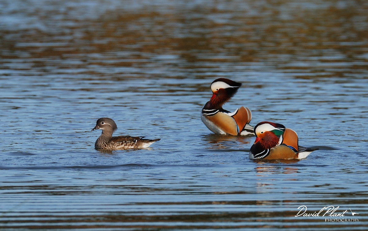 David Plant Photography - Wildlife Photographer - Mandarin males and female - C.jpg - Mandarin, female with males displaying - Forest of Dean