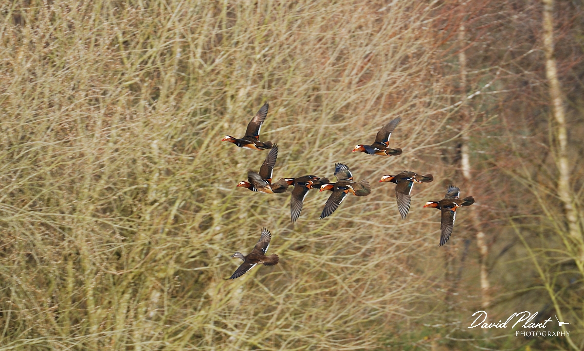 David Plant Photography - Wildlife Photographer - Mandarin males and female - D.jpg - Mandarin, female being chased by males in flight - Forest of Dean