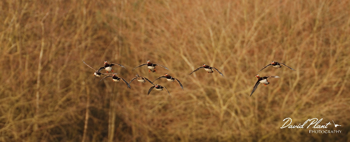 David Plant Photography - Wildlife Photographer - Mandarin males and female - E.jpg - Mandarin, female being chased by males in flight - Forest of Dean