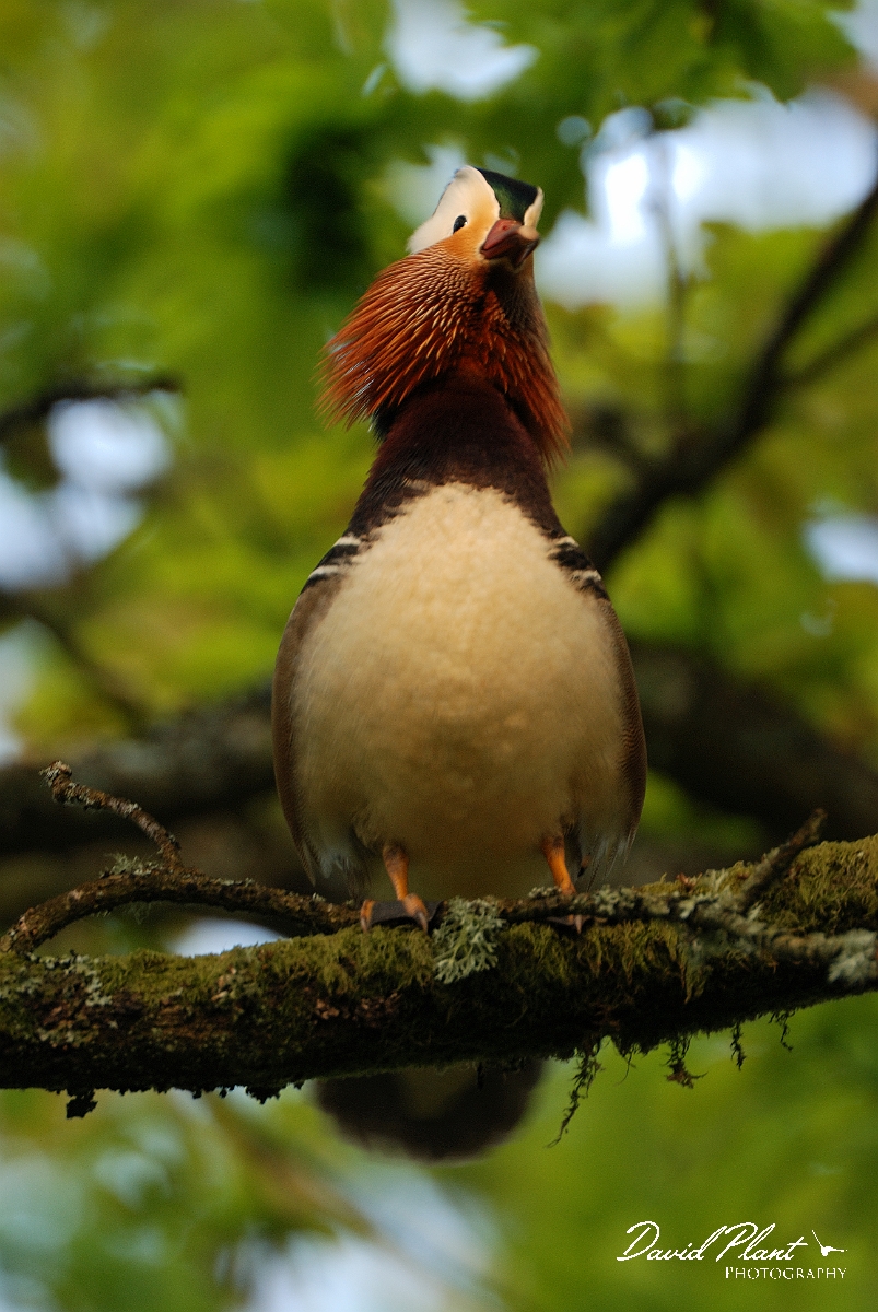 David Plant Photography - Wildlife Photography - Mandarin - F.jpg - Mandarin, male calling from tree perch - Forest of Dean