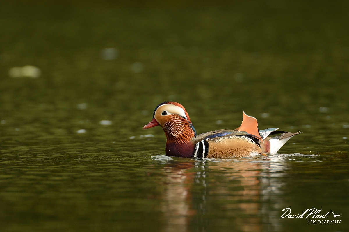David Plant Photography - Wildlife Photography - Mandarin - G.jpg - Mandarin male - Forest of Dean