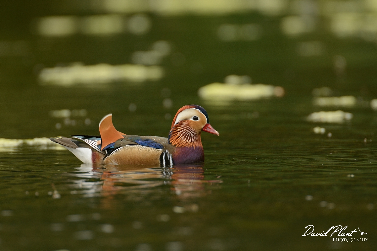David Plant Photography - Wildlife Photography - Mandarin - H.jpg - Mandarin male - Forest of Dean