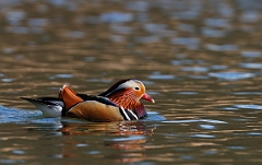 David Plant Photography - Wildlife Photographer - Mandarin male - A