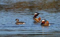 David Plant Photography - Wildlife Photographer - Mandarin males and female - C