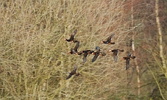 David Plant Photography - Wildlife Photographer - Mandarin males and female - D