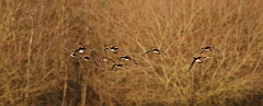 David Plant Photography - Wildlife Photographer - Mandarin males and female - E