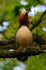 David Plant Photography - Wildlife Photography - Mandarin - F