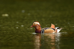 David Plant Photography - Wildlife Photography - Mandarin - G