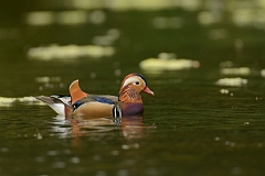 David Plant Photography - Wildlife Photography - Mandarin - H
