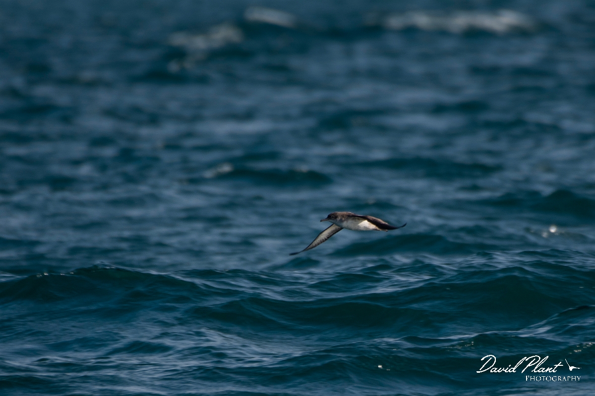 David Plant Photography - Wildlife Photography - Manx shearwater - A.JPG - Manx shearwater, juvenile - Sea off Devon