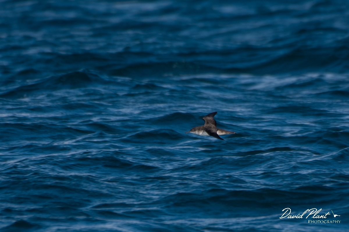 David Plant Photography - Wildlife Photography - Manx shearwater - C.JPG - Manx shearwater, juvenile - Sea off Devon