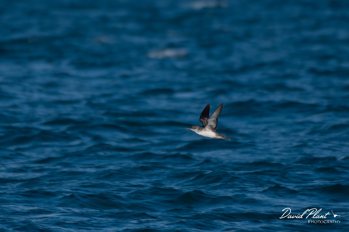 David Plant Photography - Wildlife Photography - Manx shearwater - D.JPG - Manx shearwater, juvenile - Sea off Devon