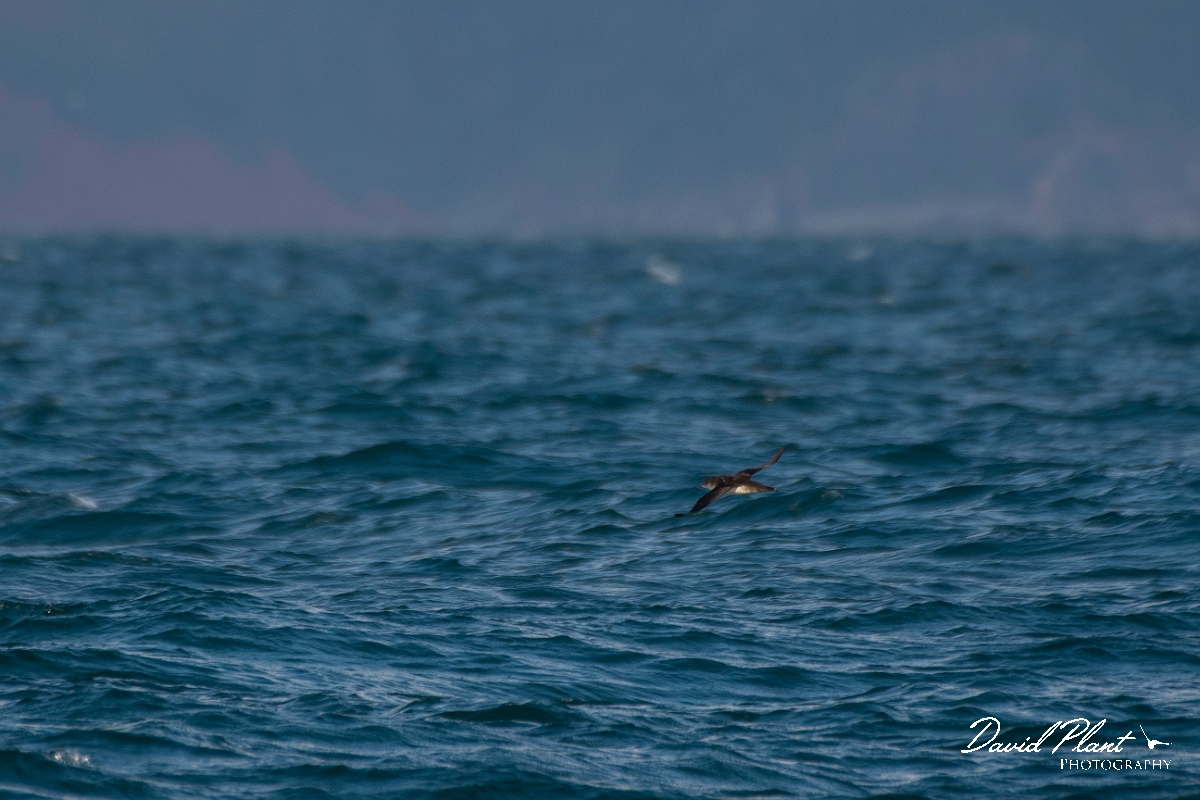 David Plant Photography - Wildlife Photography - Manx shearwater - E.JPG - Manx shearwater, juvenile - Sea off Devon
