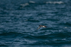 David Plant Photography - Wildlife Photography - Manx shearwater - A
