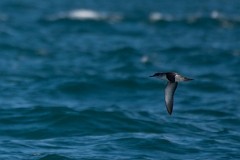 David Plant Photography - Wildlife Photography - Manx shearwater - B