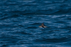 David Plant Photography - Wildlife Photography - Manx shearwater - C