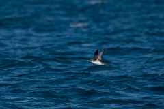 David Plant Photography - Wildlife Photography - Manx shearwater - D